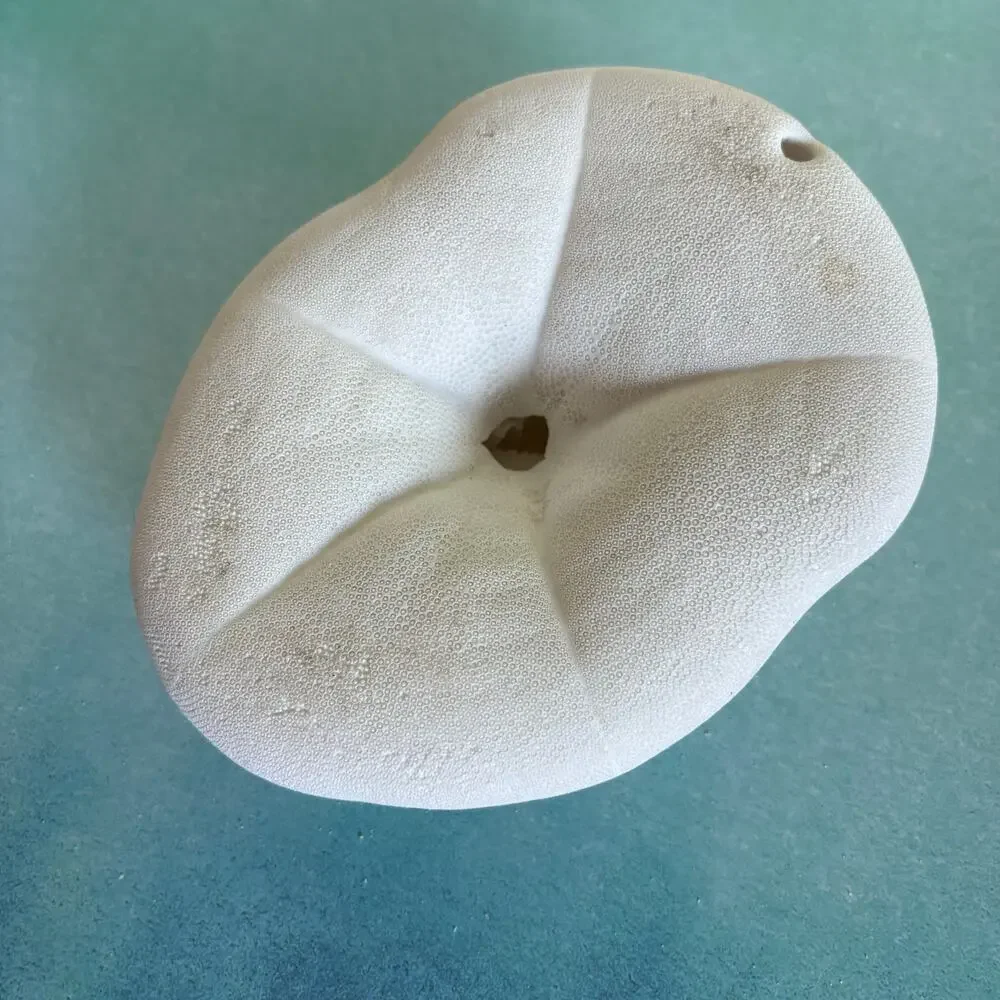 Natural Sea Biscuit Large Beach Shell Coastal Decor 5.5”
